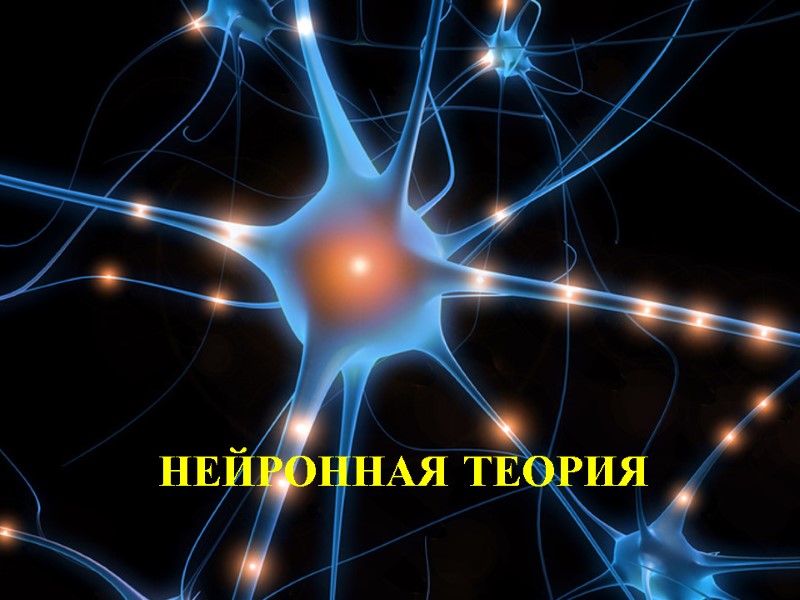 НЕЙРОННАЯ ТЕОРИЯ